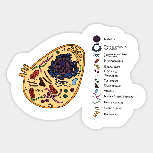 Cellular - Biology - Sticker