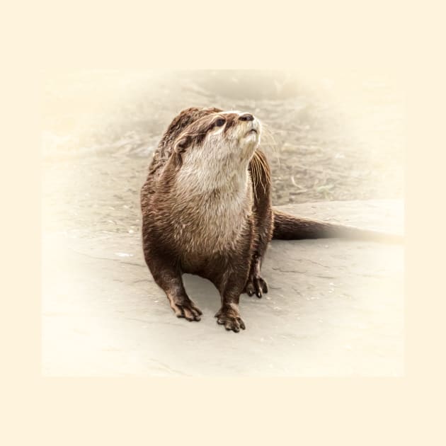 Otter by Guardi