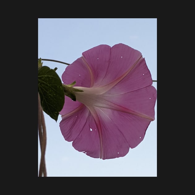 Glorious - pink morning glory, white sky by aeolia