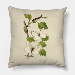 Black-veined White Pillow