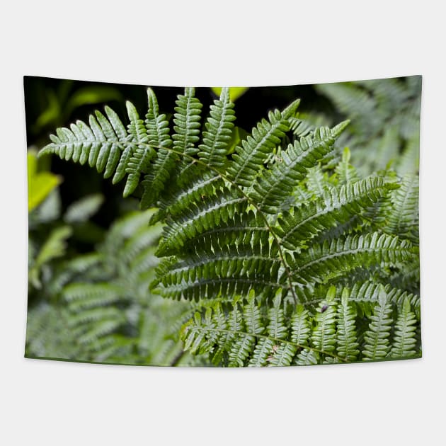 Ferns in Spring Tapestry by Nicholas Lee