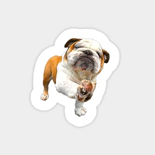 Bulldog Shake Shake Paws! Magnet