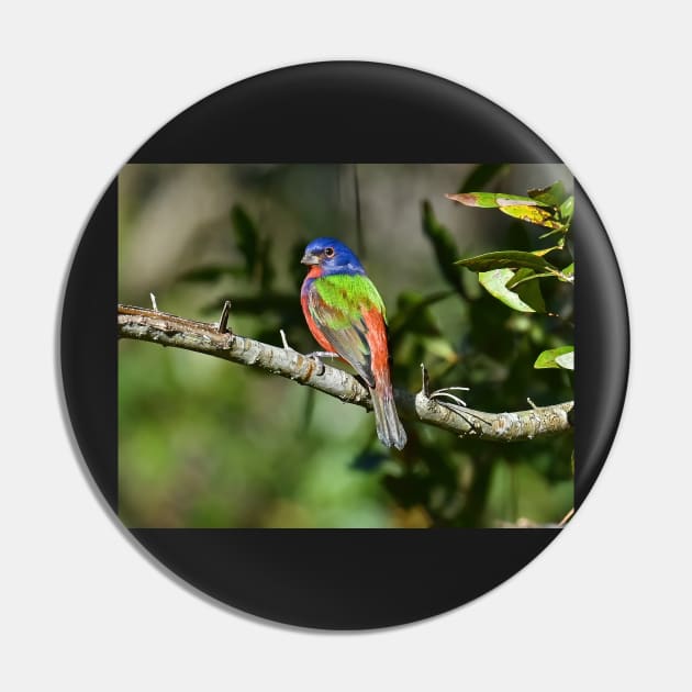 Painted Bunting Bird Photograph Notecard Pin by candiscamera