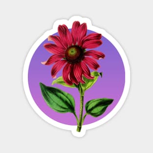 Vintage Botanical Flower Illustration Echinacea Intermedia Magnet