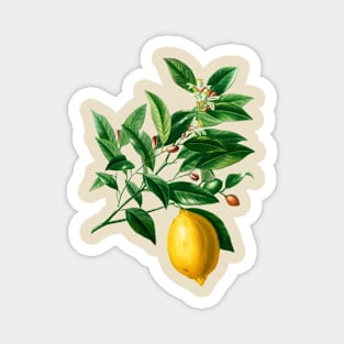 Lemon (Citrus Limonium)- Botanical Illustration Magnet