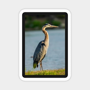 Blue Heron on the Shoreline Magnet