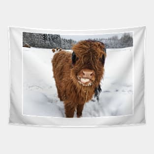 Scottish Highland Cattle Calf 1672 Tapestry