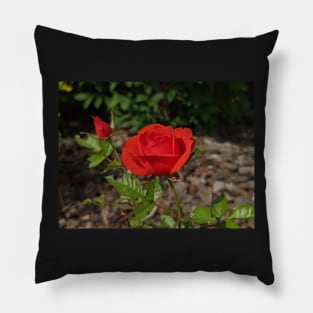 Red Rose and Rose Bud Pillow