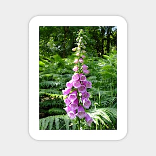 Pink Foxglove Magnet