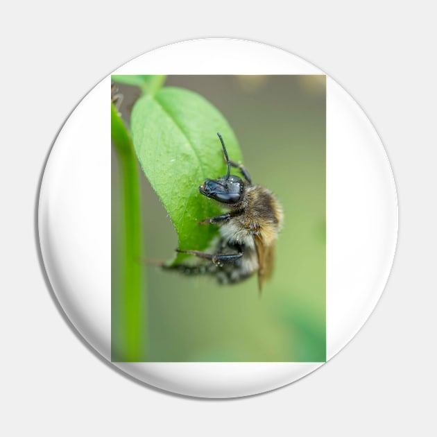 Bee on a leaf Pin by mbangert