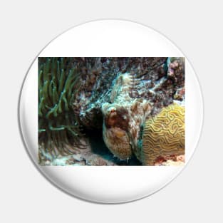 Caribbean Reef Octopus in Coral Reef home Pin