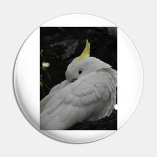 Sulphur Crested Cockatoo Pin