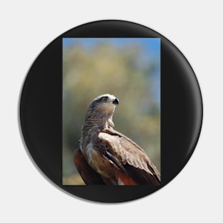 The Red-tailed Hawk Pin