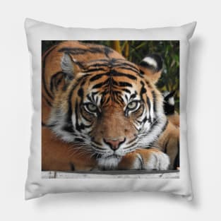 Sumatran Tiger Pillow