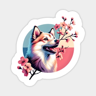 Norwegian Buhund's Joyful Spring Cherry Blossom Moment Magnet