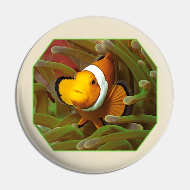 Anemone fish | I'm living here! | Pin by Ute-Niemann