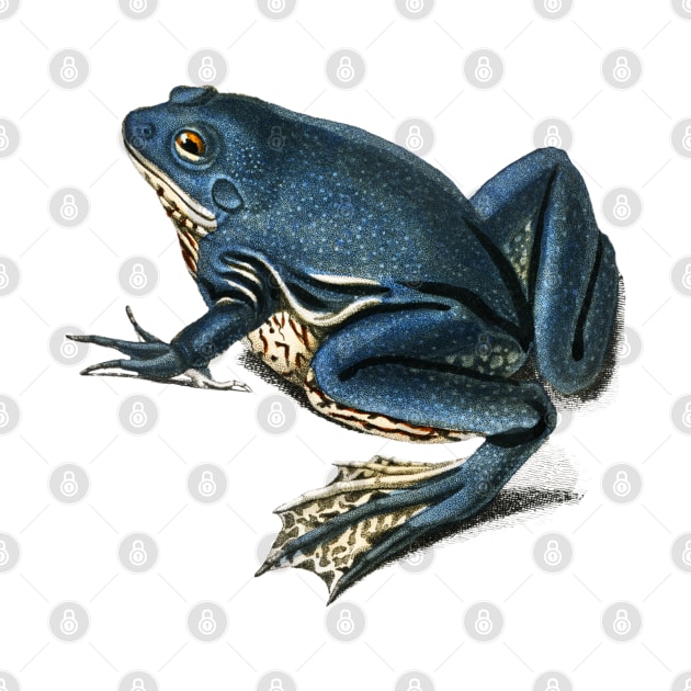 Blue Frog Hand drawn by Mako Design 