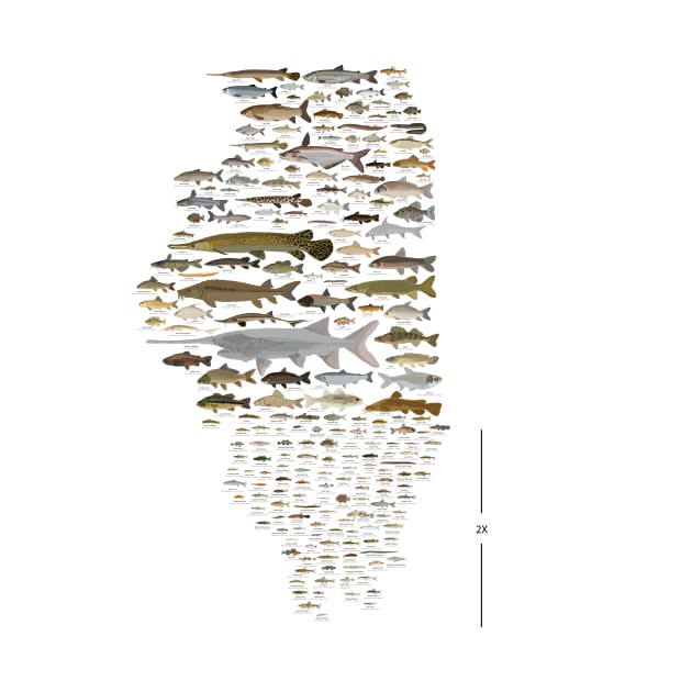 Illinois Fish Species Poster by andybirkey