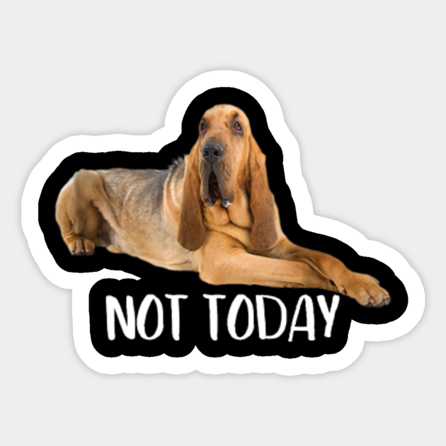 funny bloodhound