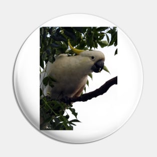 Sulphur Crested Cockatoo Pin