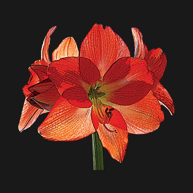 Orange Hippeastrum Amaryllis by SusanSavad