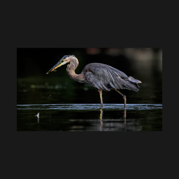 Heron on the Hunt by SHWILDLIFE