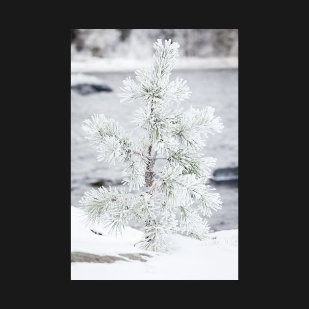 Small tree covered in snow by Juhku