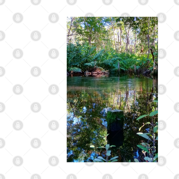 celestun ria wetland ecopark ecopop landscape photo in yucatan eye of the water green park by jorge_lebeau