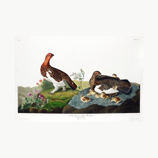 Willow Grouse, or Large Ptarmigan from Birds of America (1827) by WAITE-SMITH VINTAGE ART