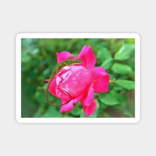 Baby Anole On Pink Rose Magnet