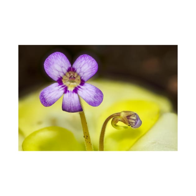 Butterwort Flower by richard49