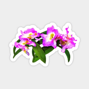 Dendrobium Angel Moon 'Love Letter' Magnet