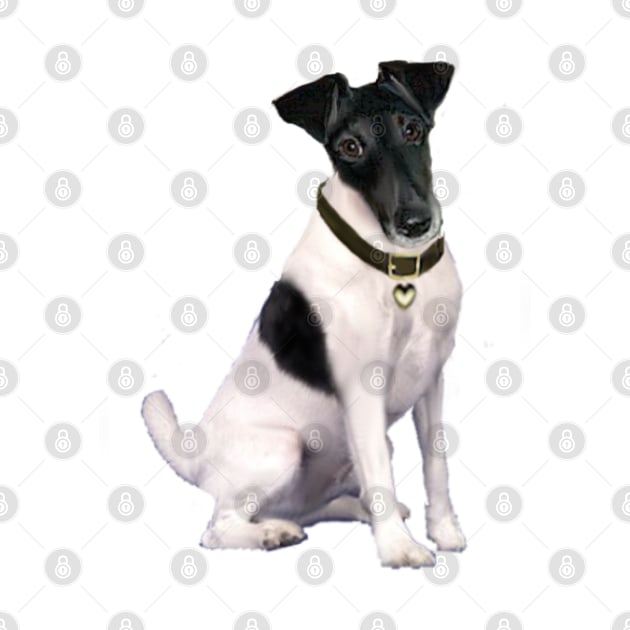Black and White Smooth Fox Terrier by Dogs Galore and More