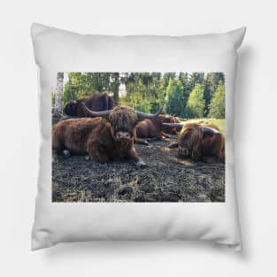 Scottish Highland Cattle Bulls 2434 Pillow