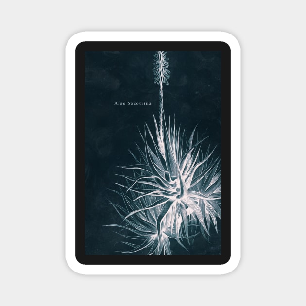 Cyanotype - Aloe Socotrina - C Magnet by PixelHunter