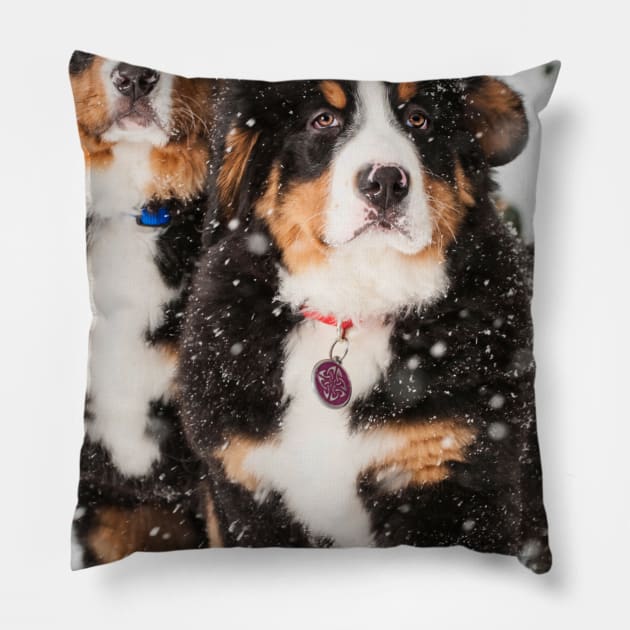 Everything I Own Is Covered In Dog Hair | Cute Bernese Puppies In Snow Photography Pillow by Nonconformist