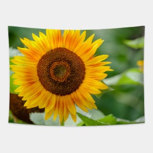 Last Sunflower of Summer Photograph Tapestry