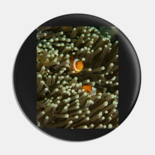 A Pair of Anemonefish Pin