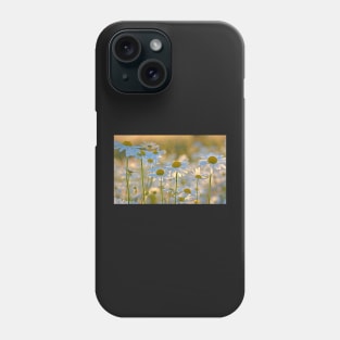 Oxeye Daisies Backlit by the Evening Sun Phone Case