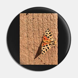 Rare Moth on Wood Pin