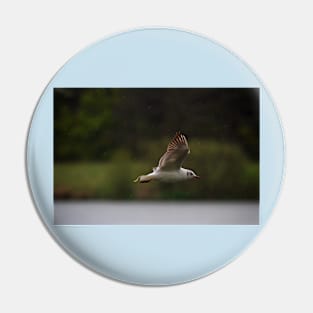 Gull flying in rain Pin