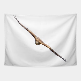 Eagle focus / Swiss Artwork Photography Tapestry