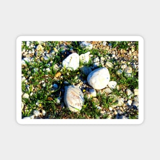 Shot from Santarelli lakes in Piane di Moresco with different white stones interspersed with green grass and yellow flowers Magnet