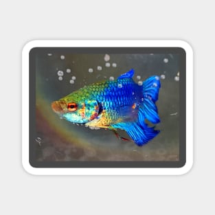 Betta Fish Magnet