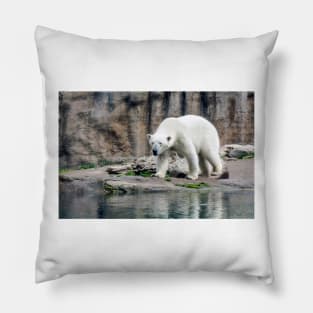 Polar bear walking by lake Pillow