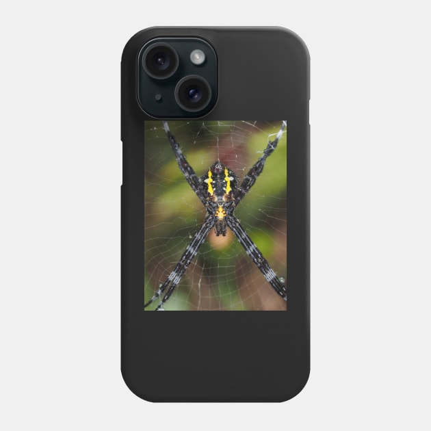 Female Hawaiian garden spider Argiope appensa Phone Case by SDym Photography