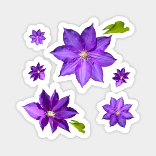 Purple Clematis Flower Grouping Magnet