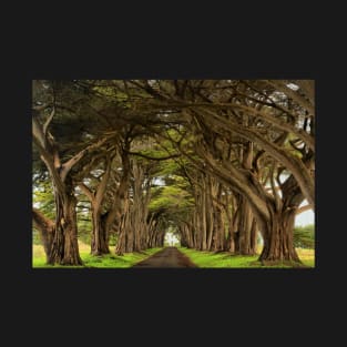 Point Reyes Cypress Tunnel T-Shirt