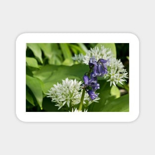 English Wild Flowers - Bluebell and Wild Garlic Magnet