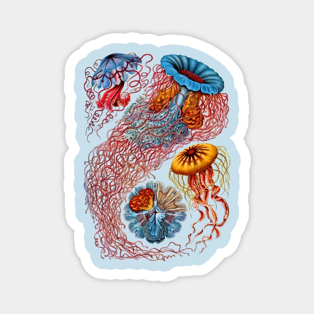 Ernst Haeckel Jellyfish Discomedusae Magnet by Scientistudio